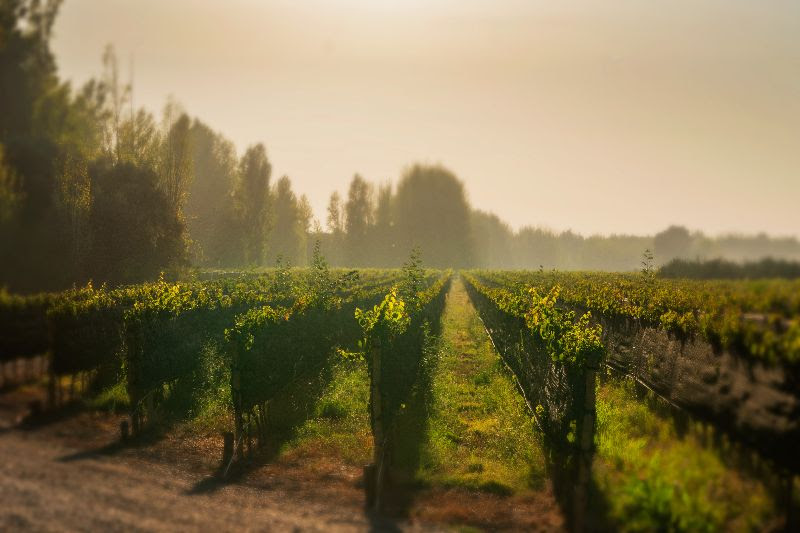 Viñedos en Mendoza Argentina, oportunidades unicas.