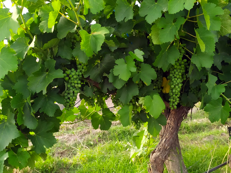 Las vides de la finca en Venta en San Rafael, Cuadro Nacional.