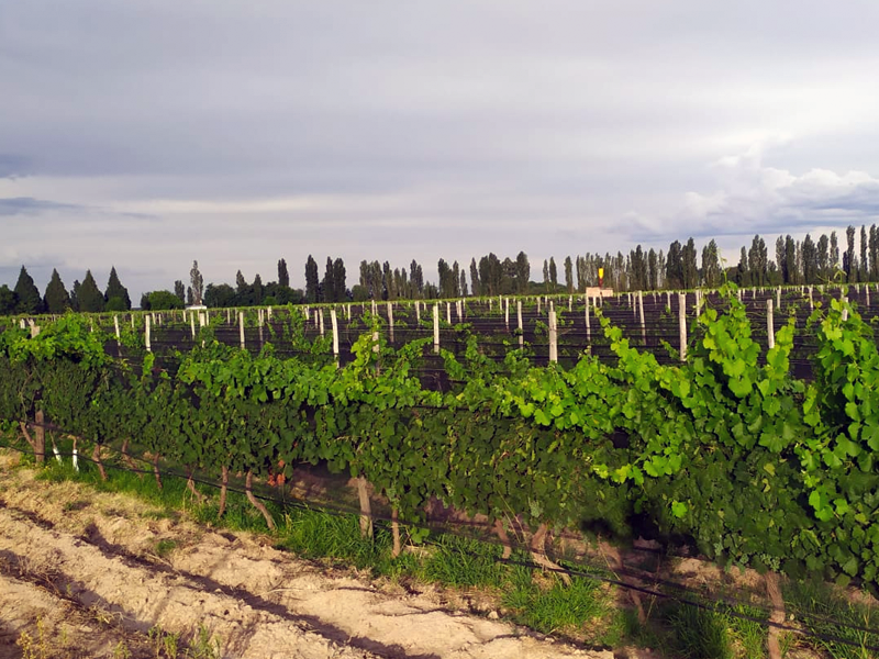 Finca con bodega en Venta en San Rafael Mendoza Argentina.