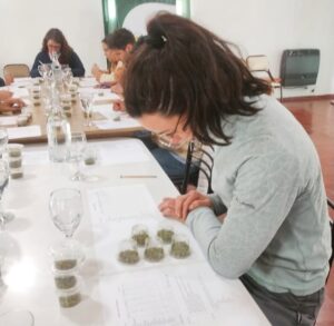 San Carlos hace historia: el primer orégano del mundo con Indicación Geográfica es mendocino