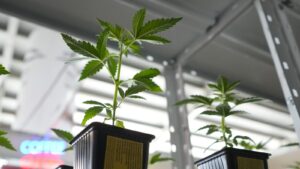 Mendoza crea un marco regulatorio para impulsar inversiones en cannabis medicinal y cáñamo industrial